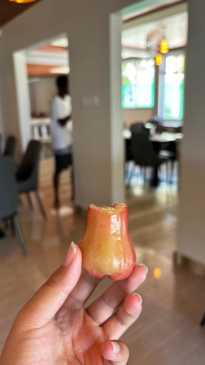 A pink local fruit held up inside a cafe on Maafushi