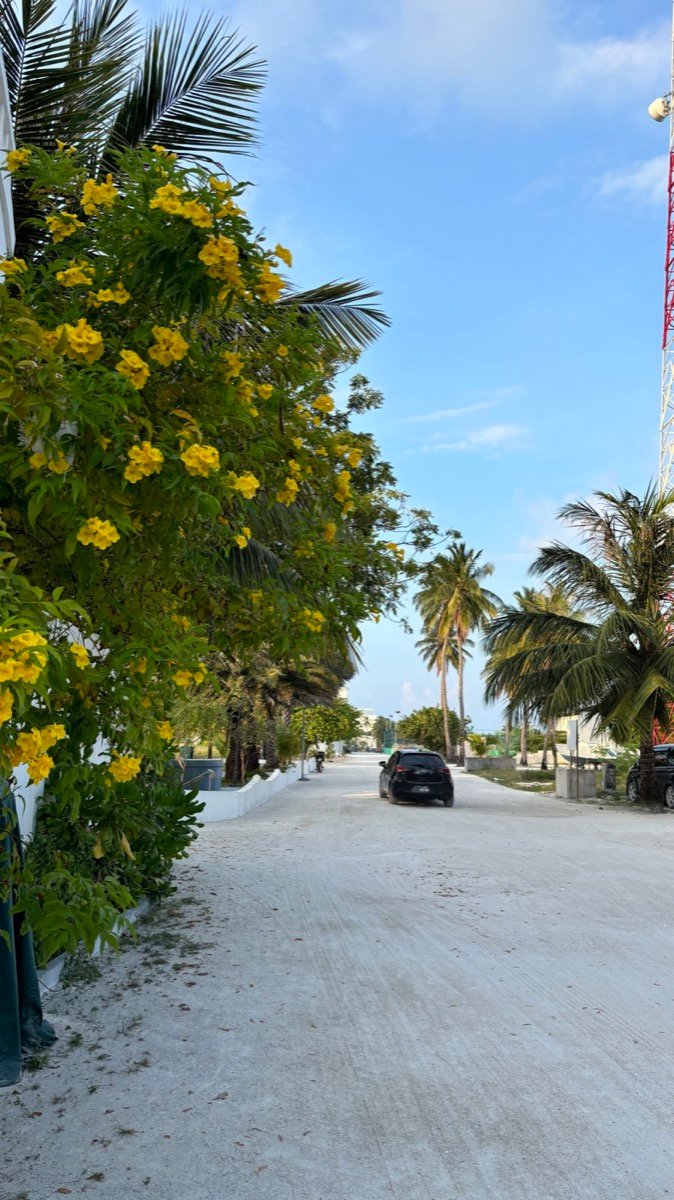 A sandy Maafushi street lined with yellow flowering trees and palms