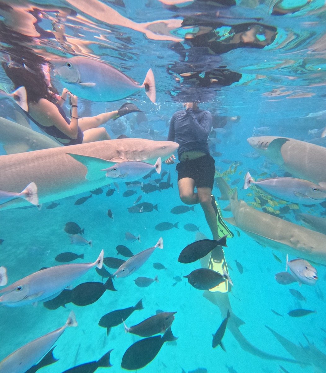 Dozens of nurse sharks and fish swimming around snorkelers near Maafushi in late November