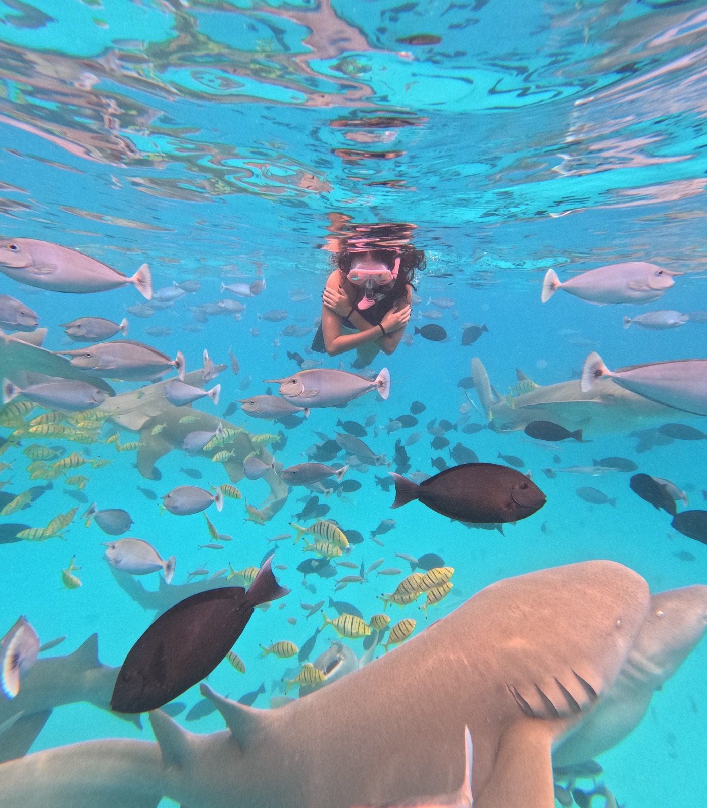 Alyssa snorkelling above a school of nurse sharks and fish in clear blue water